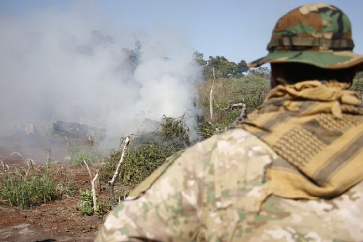 En Concepción destruyen 14 toneladas de marihuana