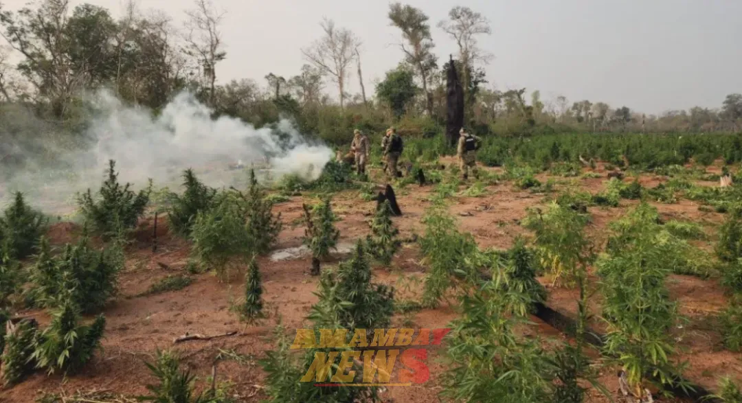 Siguen usando parque nacional para cultivar marihuana