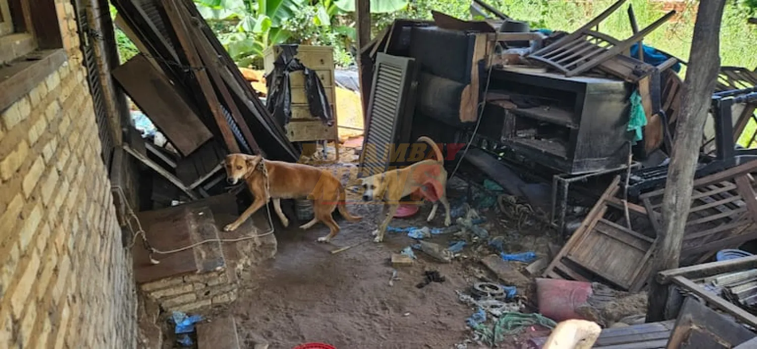 Paraguay declara a los animales como “seres sintientes” para reducir maltratos