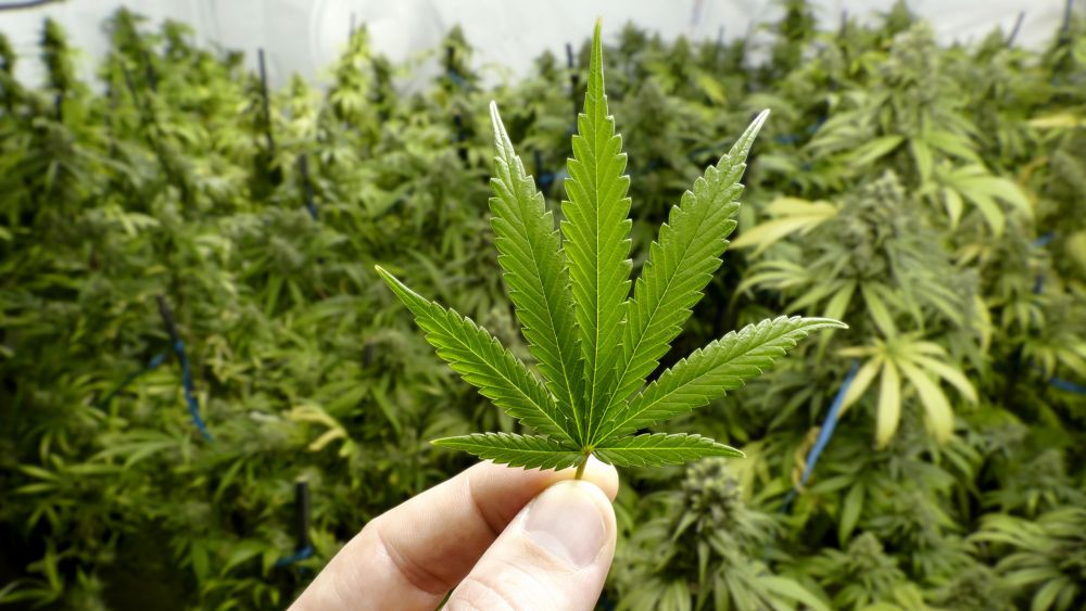 Estado y cannabis: Una relación que avanza con contradicciones
