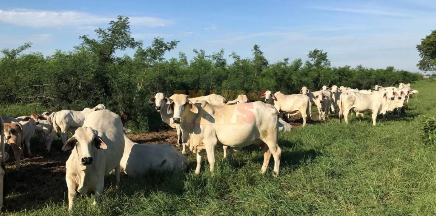 Gremios ganaderos rechazan propuesta de SENACSA para avanzar en levantamiento de vacunación contra fiebre aftosa