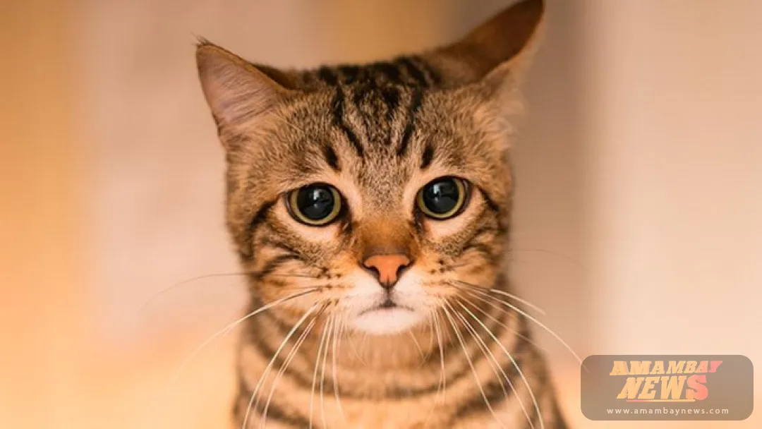 Hoy se celebra el Día Internacional del Gato