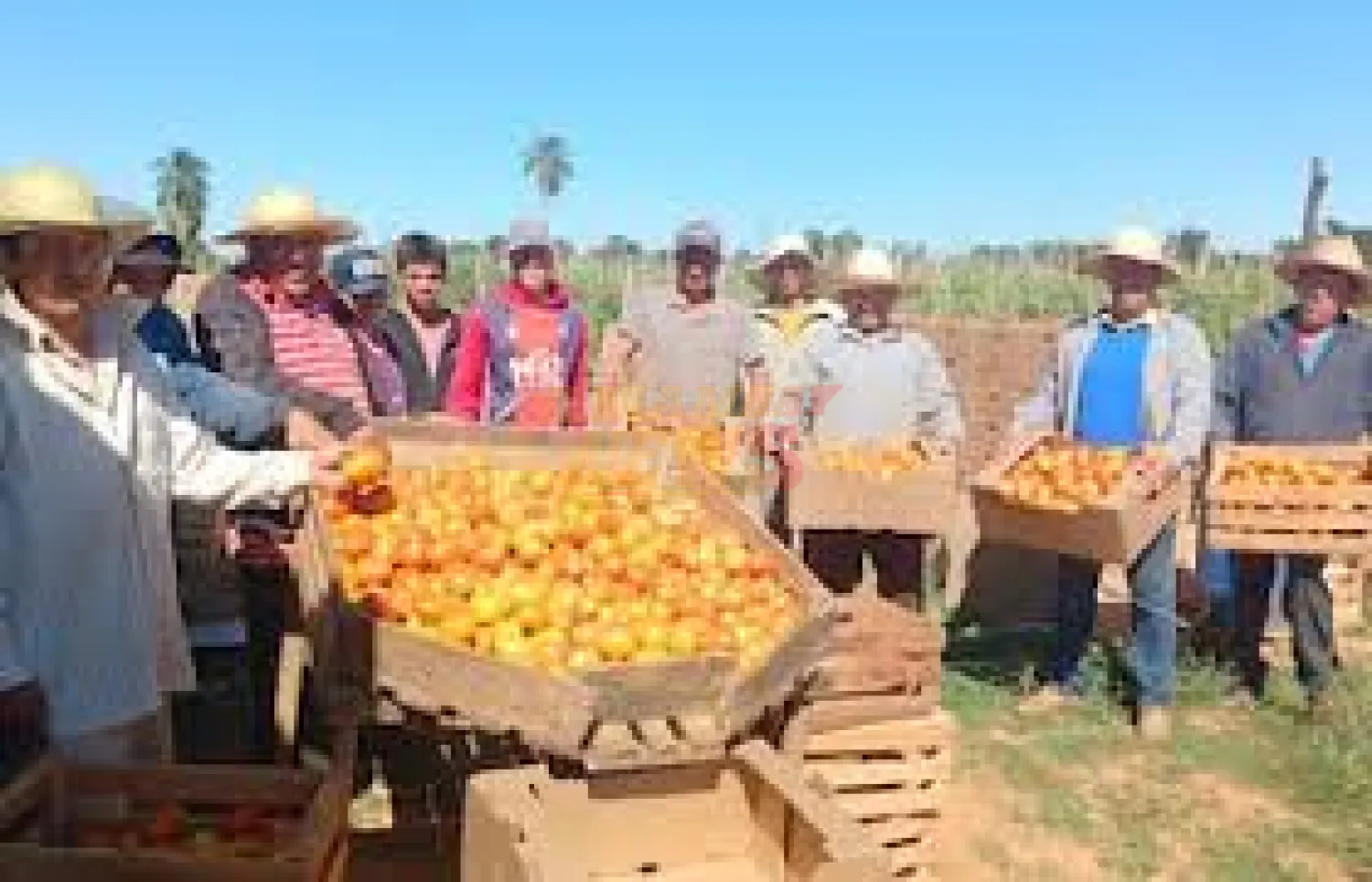 Tomateros al borde del colapso: vender a G. 700 ya no cubre ni el flete