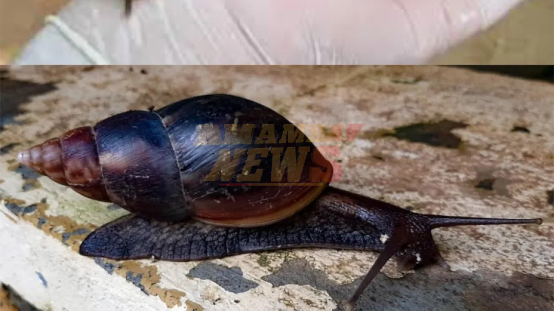 Confirman presencia de caracol africano en Triple Frontera y recolectan 50 ejemplares