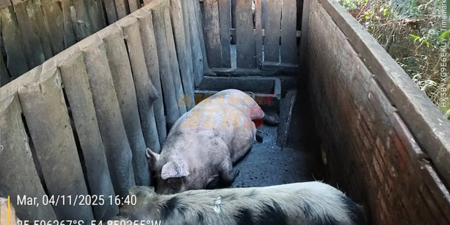 Imputan por delito ambiental a propietario de chanchería que vertía desechos a arroyo