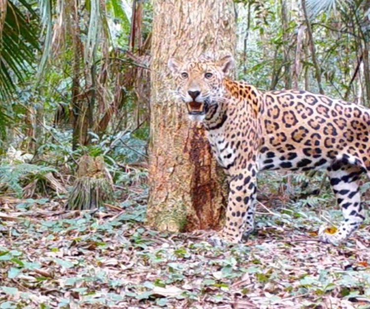 Un ejemplar de yaguareté fue captado en el parque nacional en Foz de Yguazú