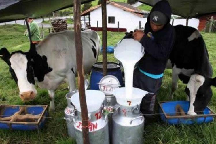 Producción de la leche podría disminuir un 20% a raiz de la sequía, indican