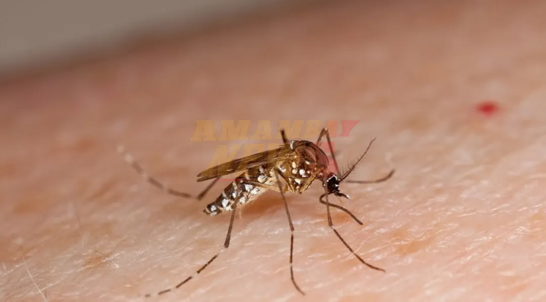 Aumenta número de afectados por dengue y tres casos de chikungunya según MSP