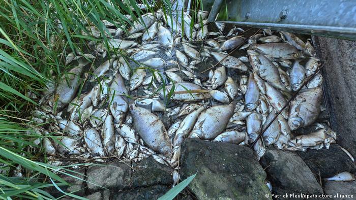 Informe: alga venenosa causó muerte masiva de peces en Alemania