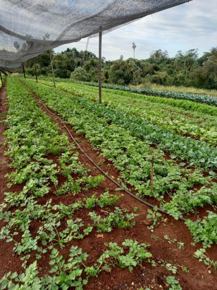 Ingreso de frío polar preocupa a horticultores de Alto Paraná