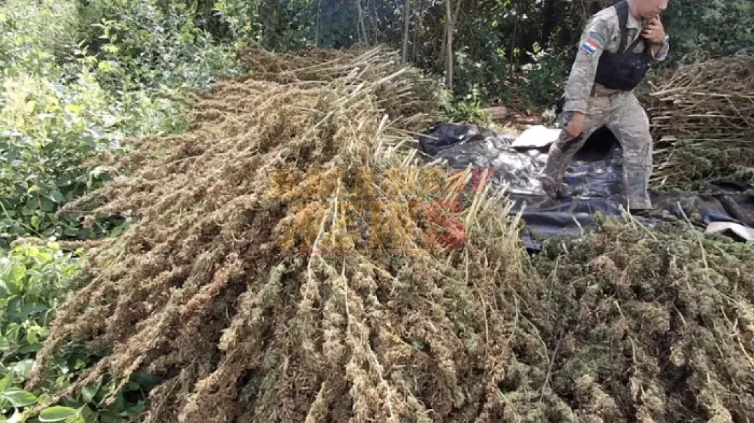 Senad destruye más de ocho toneladas de marihuana en Amambay