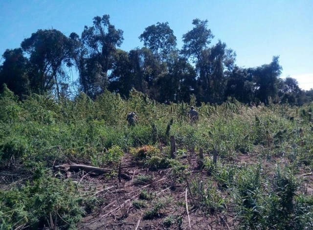 SENAD destruyó 12 toneladas de droga en Concepción