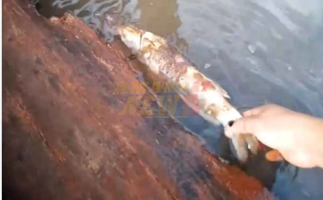 Denuncian mortandad de peces en el río Capiibary, en Guairá