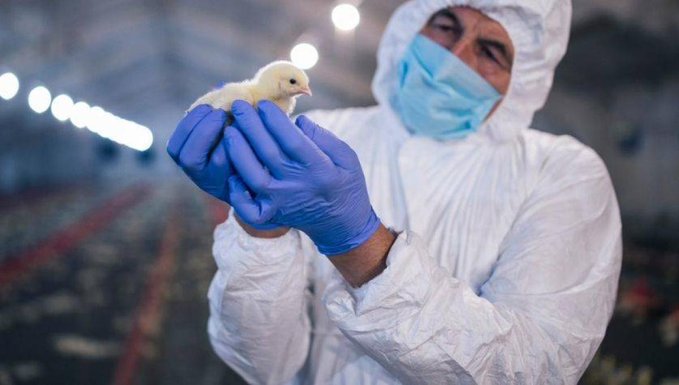 Detectan primer caso de gripe aviar en humanos en Chile