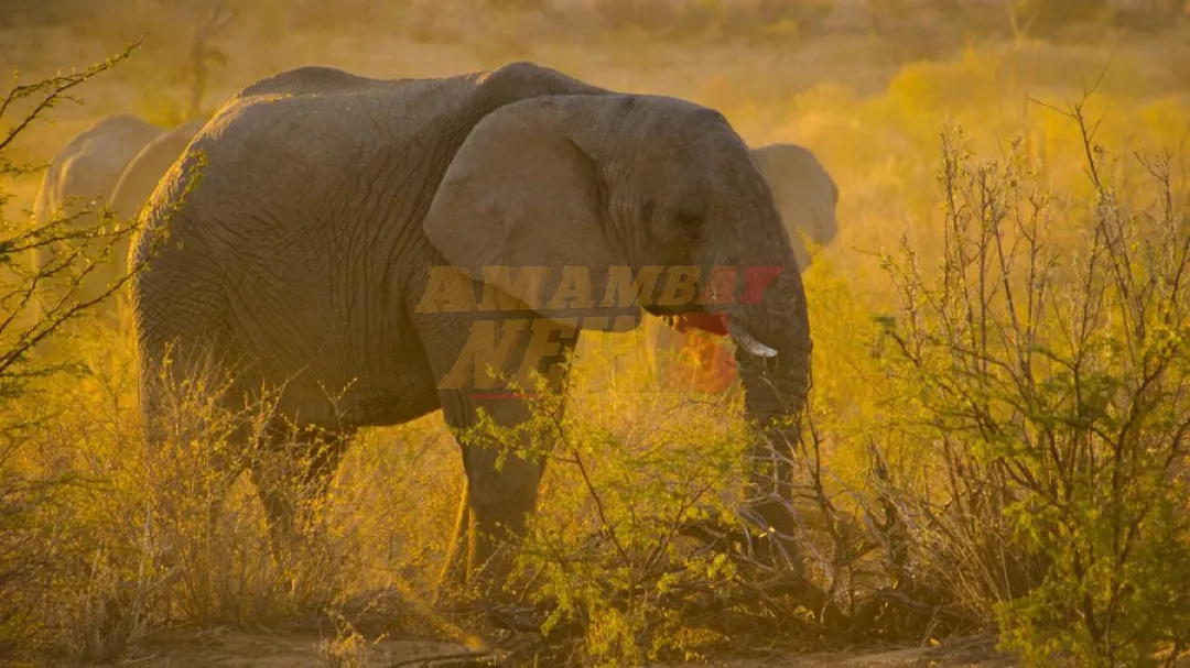 Un elefante salvaje mata a un hombre que se dedicaba a la caza furtiva en Tailandia