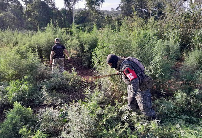 SENAD destruye cadena de narcocampamentos al servicio del narcotráfico en Amambay