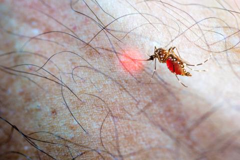 Paraguay alertó a la OMS acerca de la forma «agresiva» del chikungunya
