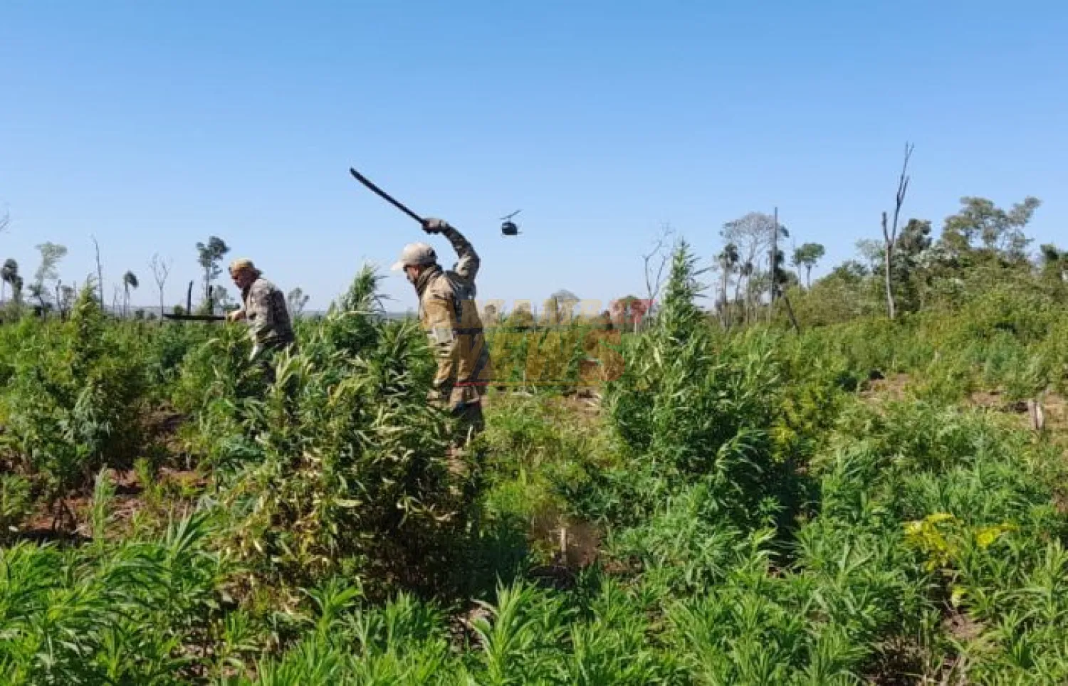 “Nueva Alianza 53” culminó con más de 1.000 toneladas de marihuana eliminadas al narcotráfico