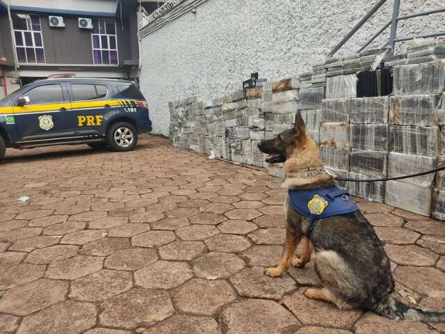 Brasil: Perros rastreadores encuentran 1,9 toneladas de cocaína en camión