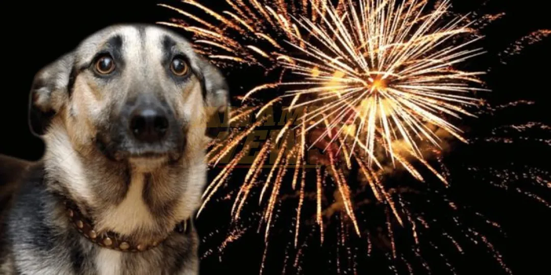 Pirotecnia y mascotas: consejos para un fin de año sin miedo ni sufrimiento