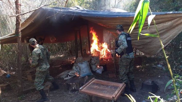 Destruyen una tonelada de marihuana en el distrito de Yhú