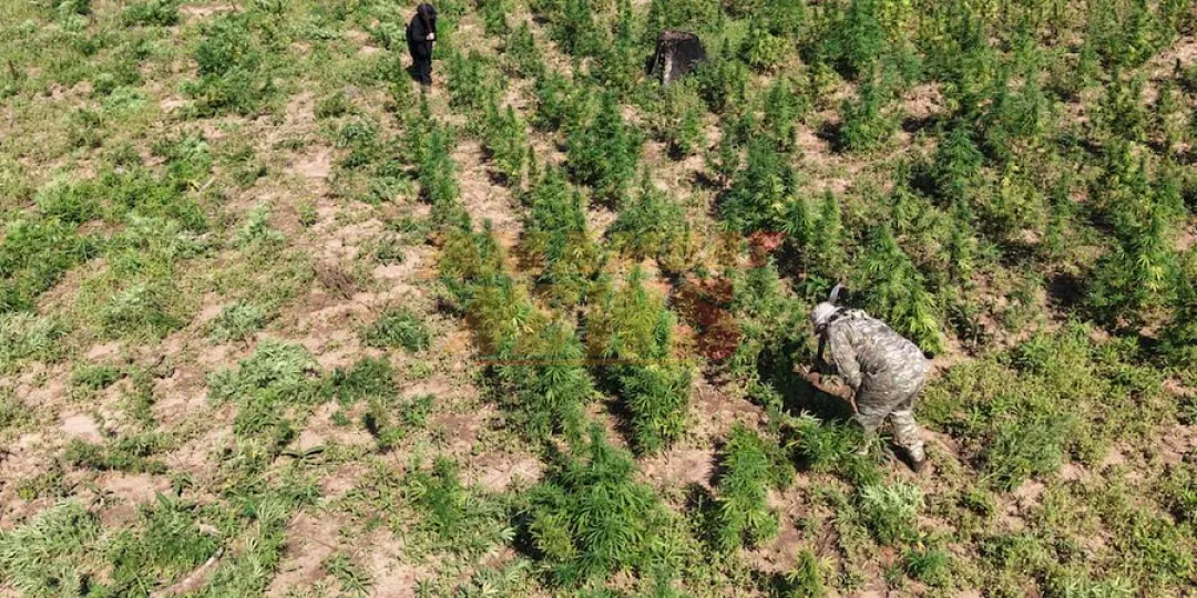 Anulan 10 hectáreas de marihuana y narcos pierden USD 4,5 millones