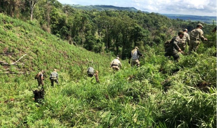 Golpe al narcotráfico fue de US$ 15 millones en Operación Antidrogas