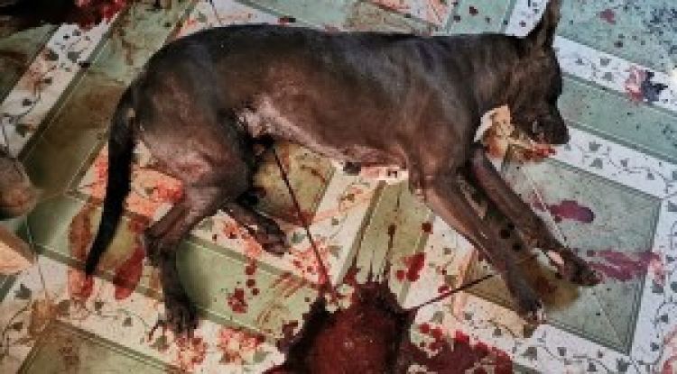 Acusan a policía por matar de un balazo a perro de su vecino en Concepción