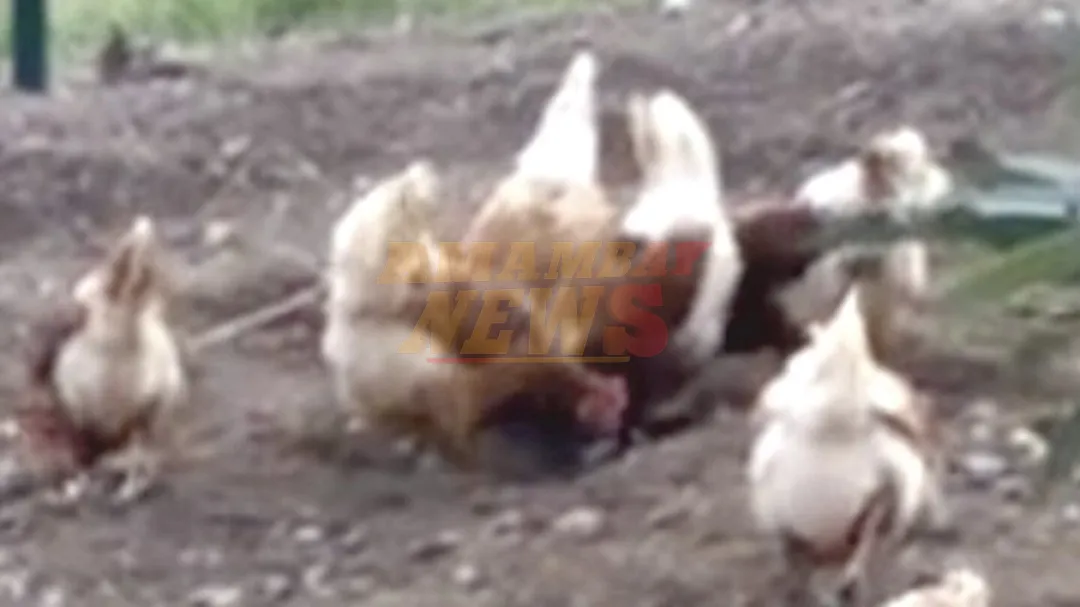 Capitán Bado: Lío entre vecinos por gallinas sueltas acabó en un tiroteo