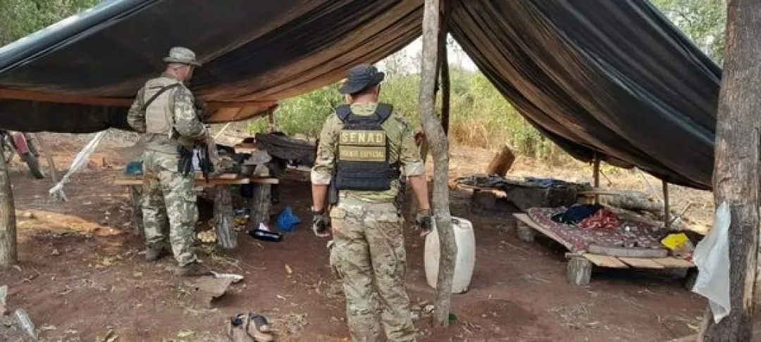 SENAD destruye 15 toneladas de marihuana en Bella Vista Norte