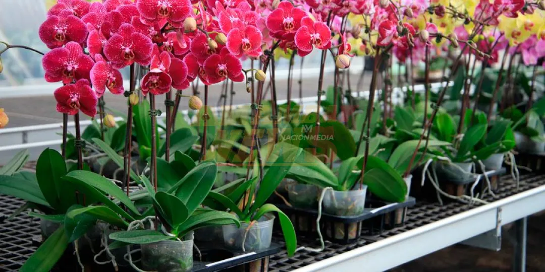 Floricultura del Paraguay obtiene certificación ISO