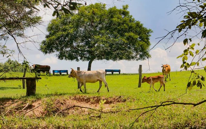 FMI aprueba financiamiento del servicio de sostenibilidad y resiliencia para Paraguay
