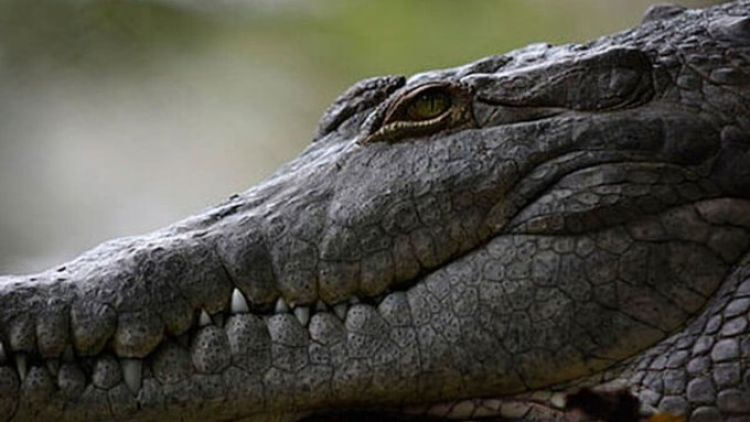 Niña de 8 años fue devorada por un cocodrilo ante la mirada horrorizada de sus amiguitos