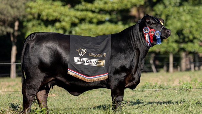 Una vaca Brangus se convierte en el animal más caro en la historia del Paraguay
