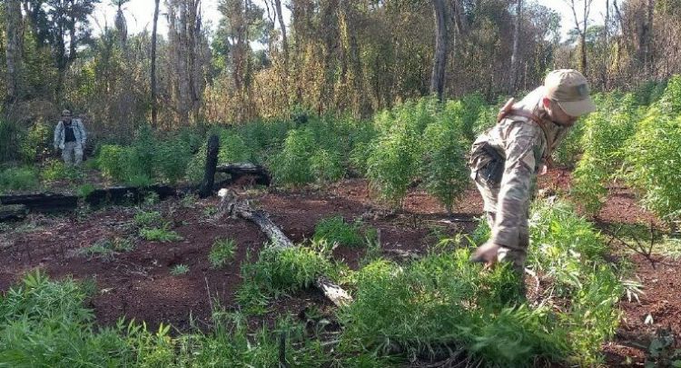 SENAD anula varios cultivos de marihuana en una reserva del Alto Paraná