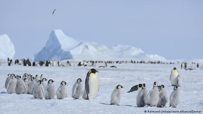 Descubren nueva colonia de pingüinos emperador en la Antártida gracias a imágenes satelitales