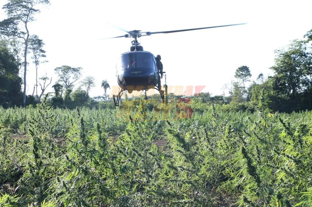 SENAD y Policía Federal ya erradicaron más de 800 toneladas de marihuana en 9 días