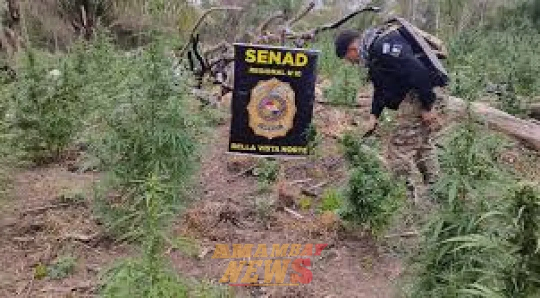 Destruyen 147 hectáreas de marihuana en la Colonia María Auxiliadora de Cerro Corá