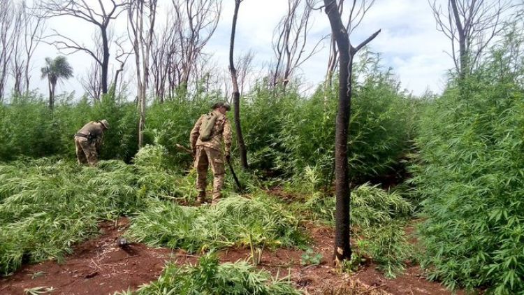Paraguay y Brasil destruyeron 397 toneladas de marihuana en cinco días