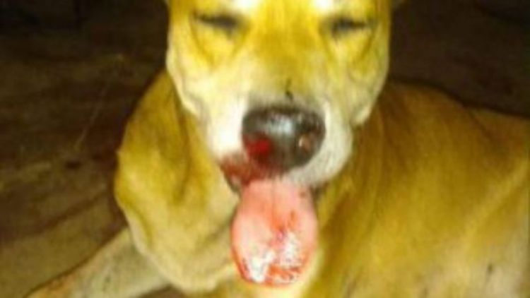 Un cebollón explotó en el hocico de un perro en Concepción