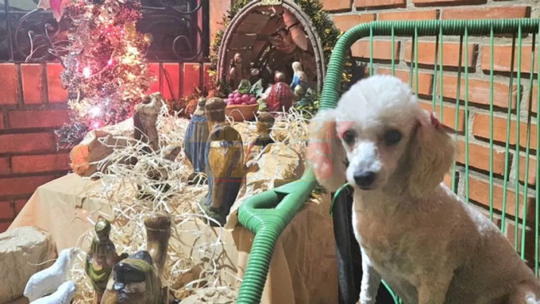 Las recomendaciones de Salud para proteger a las mascotas de las bombas en las fiestas