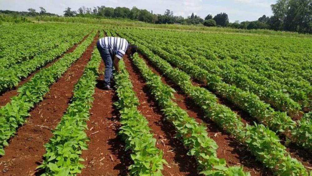 Gobernación impulsa la producción de sésamo en Amambay