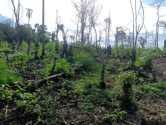 Destruyen más de 100 toneladas de marihuana en Amambay