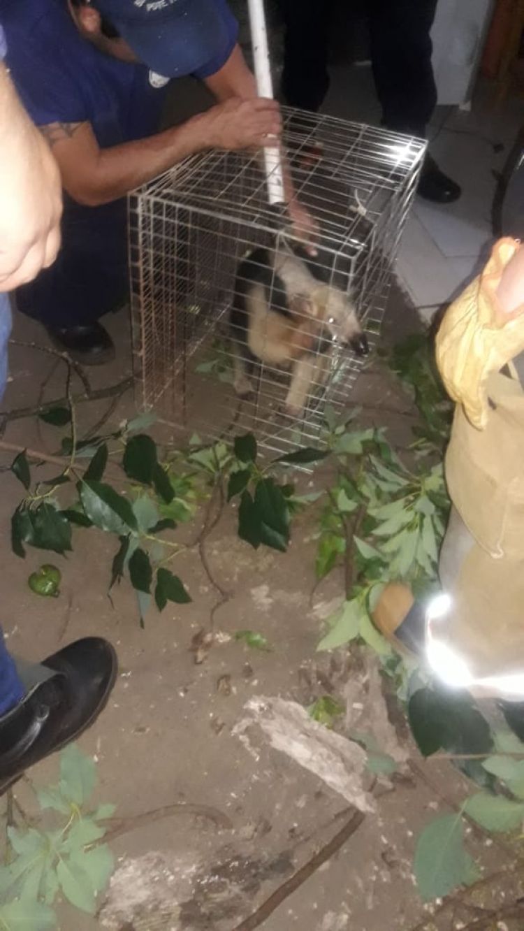 Rescatan a oso hormiguero en Ciudad del Este