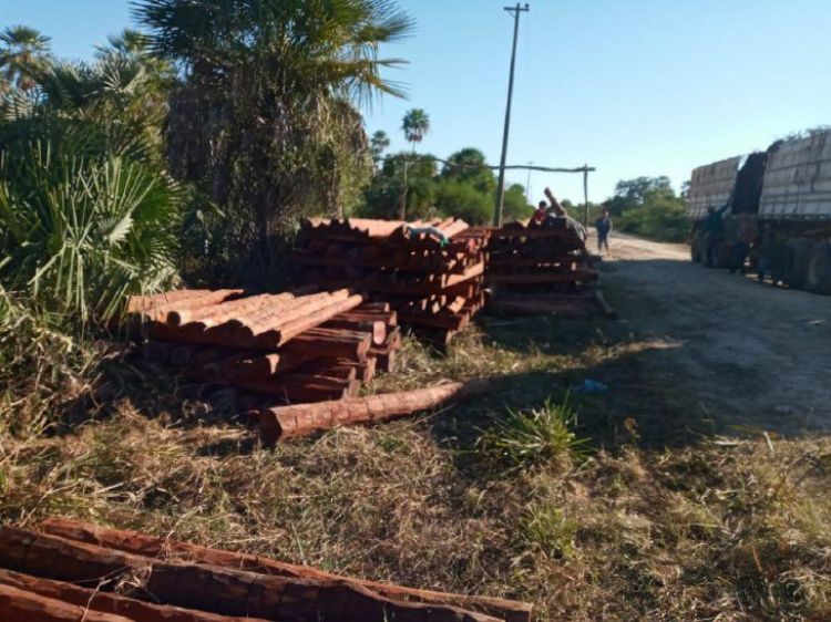 Invaden y sacan madera de propiedad privada en Puerto Casado
