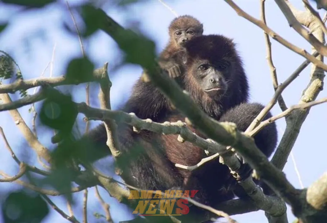 La población de fauna silvestre ha caído en un 73% en medio siglo, según WWF