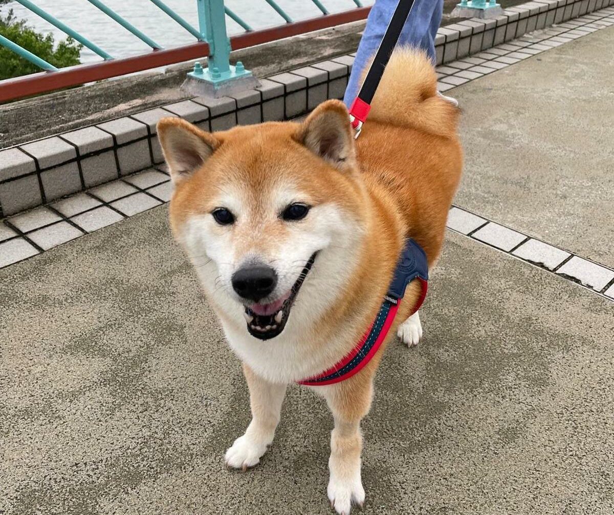 Muere ‘Cheems’, el perro de los memes virales