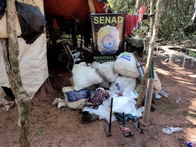 Destruyeron 750 kilos de marihuana y cuatro hectáreas de mudas en etapa de crecimiento