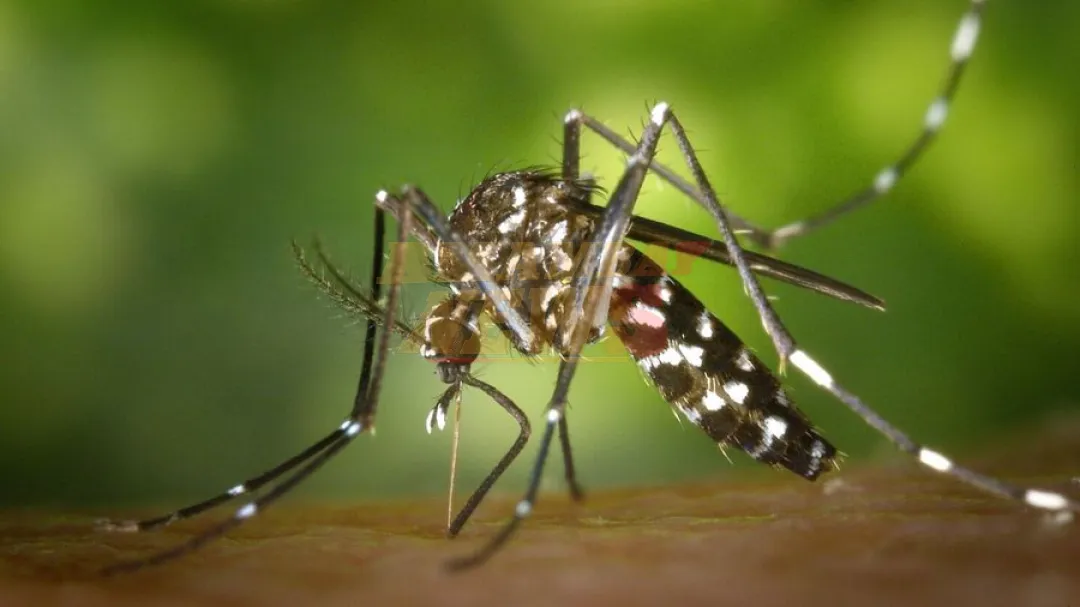 Detectan circulación comunitaria de dengue en Central y de chikungunya en cinco regiones del país