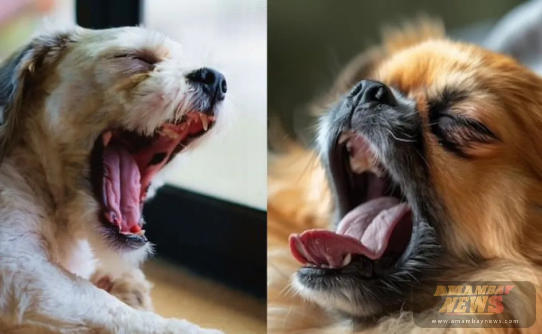 Conoce la razón por la cual los perros bostezan